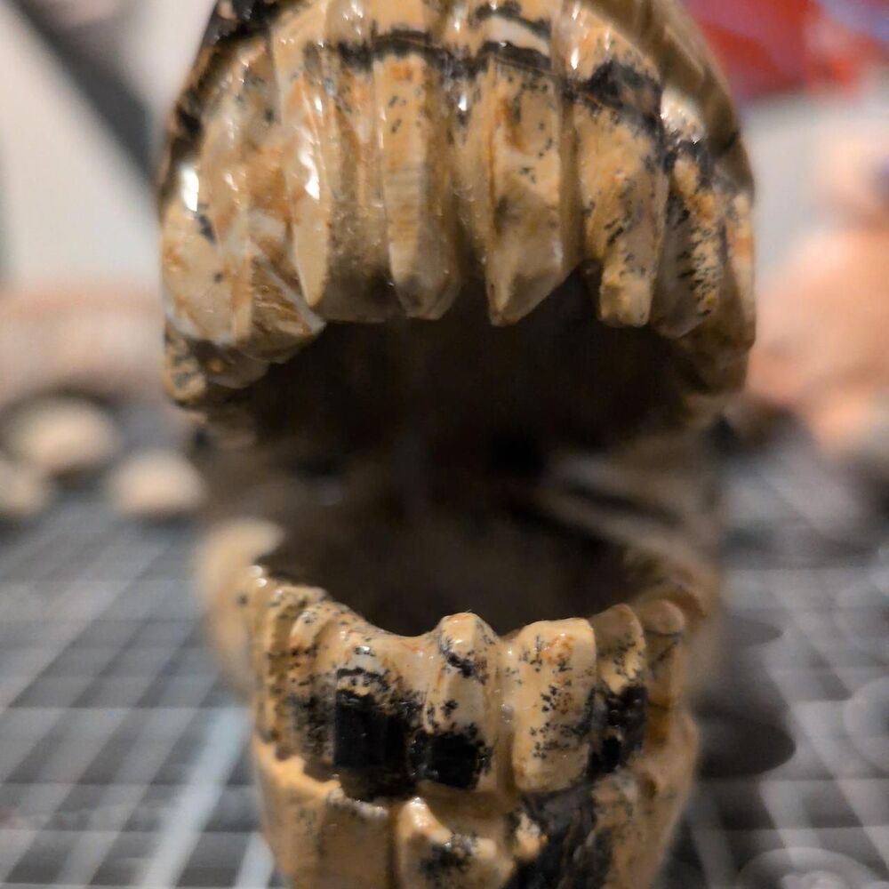 Fossil multi Collectibles